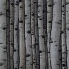 white birch